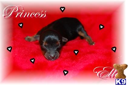 Puppies in Hiddenite