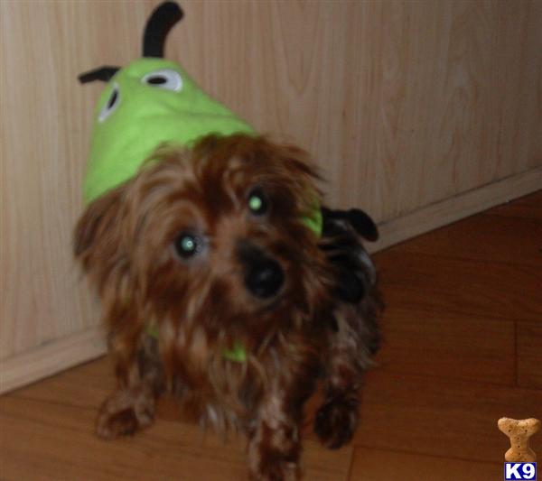 Stud Dogs - Yorkshire Terrier
