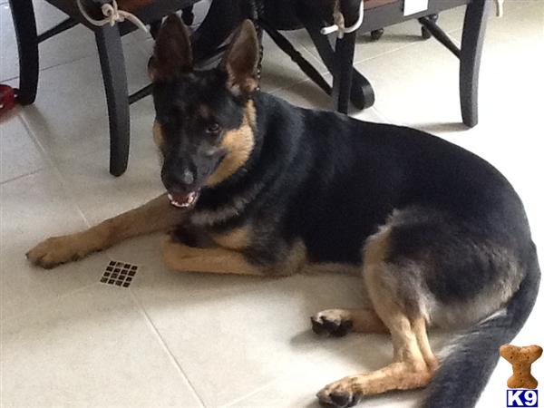 Stud Dogs - German Shepherd