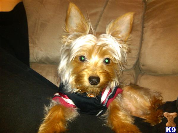 Dogs - Silky Terrier