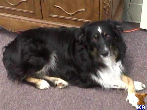 Stud Dogs - Australian Shepherd