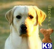 Stud Dogs - Labrador Retriever