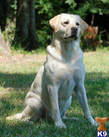 Labrador Retriever Puppies in TX