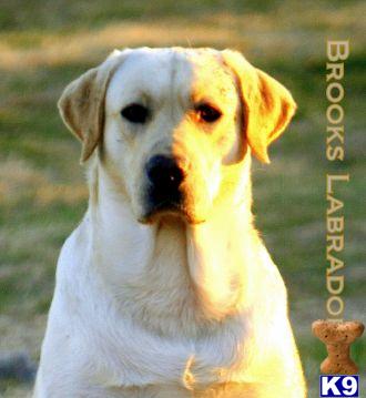Labrador Retriever Puppies in TX