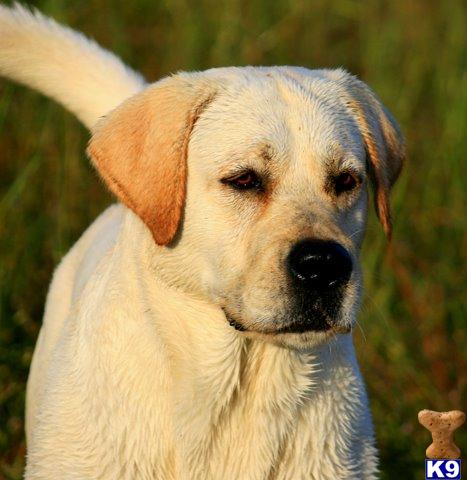 Stud Dogs - Labrador Retriever
