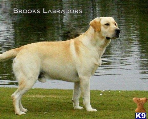 Labrador Retriever Puppies in TX