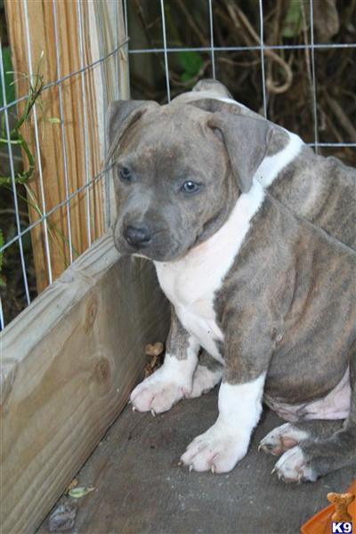 American Staffordshire Terrier Puppies for Sale