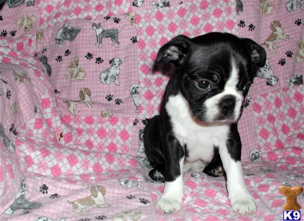 Puppies in Phoenix