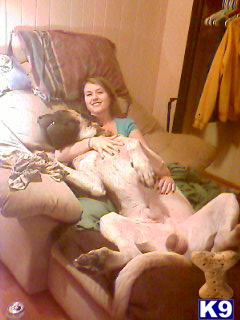 Stud Dogs - Mastiff