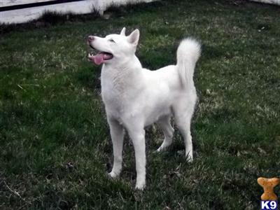 Stud Dogs - Siberian Husky