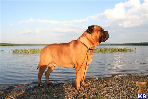 Stud Dogs - Bullmastiff