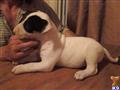 Bull Terrier