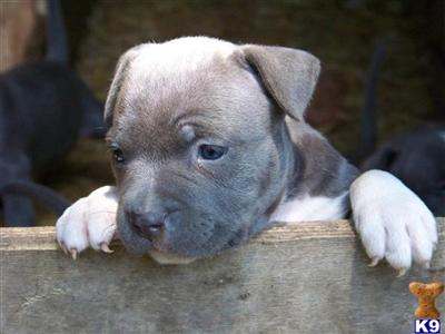 American Pit Bull Puppies for Sale
