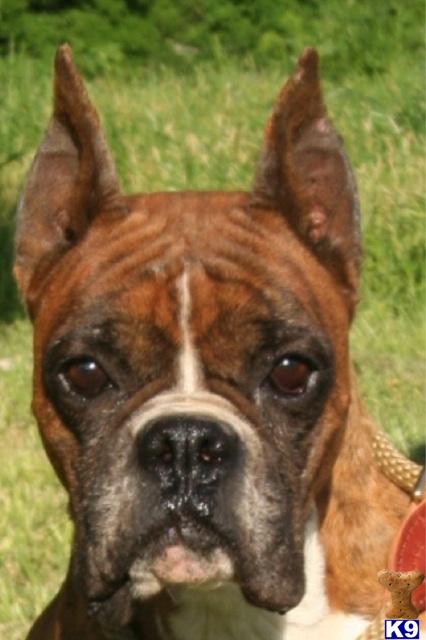 boxer puppies for sale in wv document moved boxer puppies for sale in wv document moved