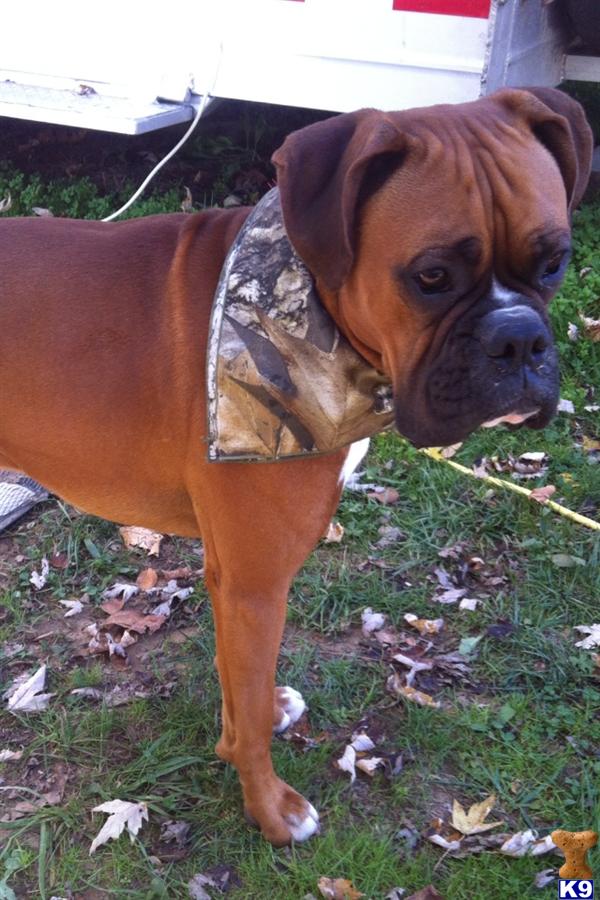 Stud Dogs - Boxer