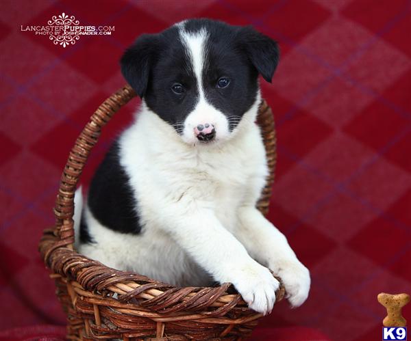 border collie puppies. Border Collie Puppies