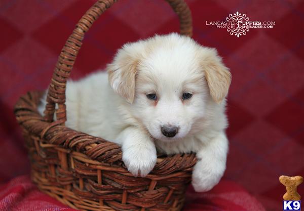 border collie puppies. Border Collie Puppies