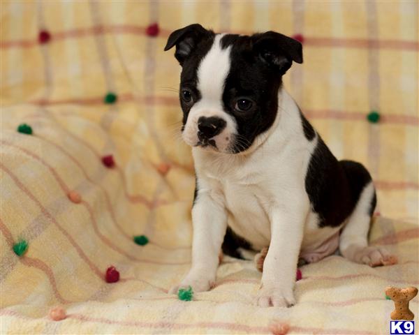 boston terrier puppies california boston terrier puppies available in california in fairfield breeds picture boston terrier puppies california boston terrier puppies available in california in fairfield breeds picture
