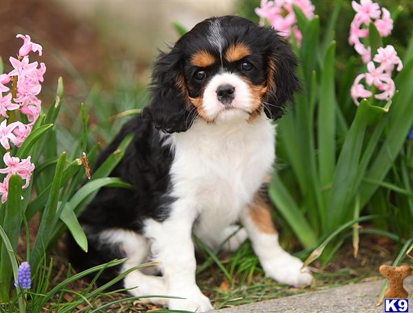 spaniel puppies pa document moved spaniel puppies pa document moved