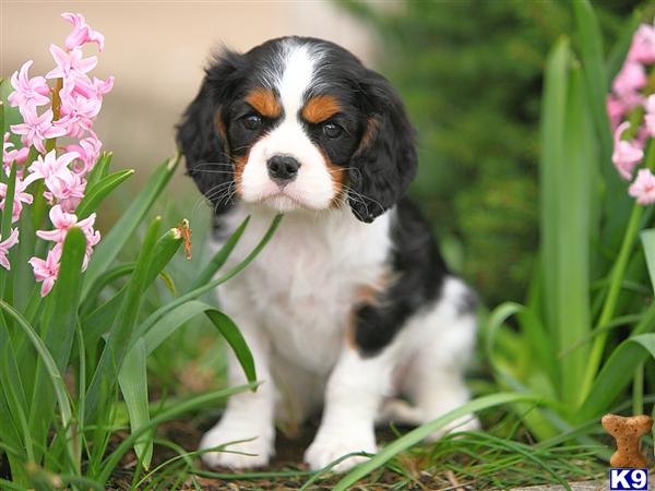 spaniel puppies pa document moved spaniel puppies pa document moved