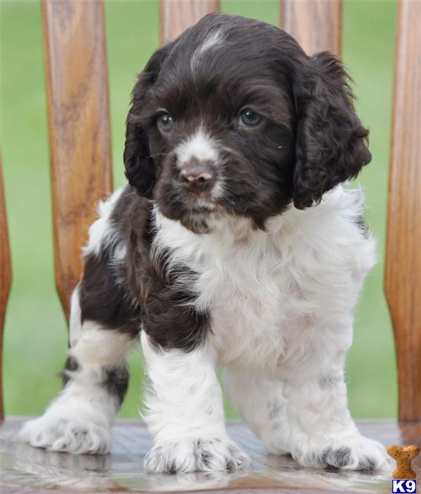 teacup cocker spaniel puppies for sale teacup terrier puppies sale image search results breeds picture teacup cocker spaniel puppies for sale teacup terrier puppies sale image search results breeds picture