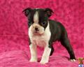 Boston Terrier