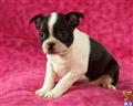 Boston Terrier