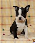 Boston Terrier