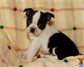 Boston Terrier