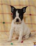 Boston Terrier