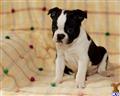 Boston Terrier