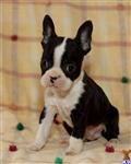 Boston Terrier