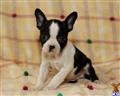Boston Terrier