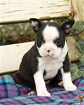 Boston Terrier