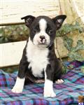 Boston Terrier