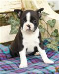 Boston Terrier