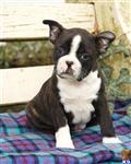Boston Terrier