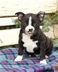 Boston Terrier