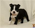 Boston Terrier