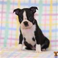 Boston Terrier