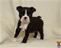 Boston Terrier