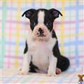 Boston Terrier