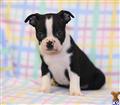 Boston Terrier