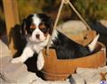Cavalier King Charles Spaniel
