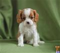 Cavalier King Charles Spaniel