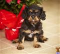 Cavalier King Charles Spaniel