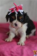 Cavalier King Charles Spaniel