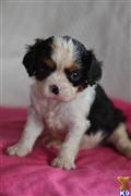 Cavalier King Charles Spaniel