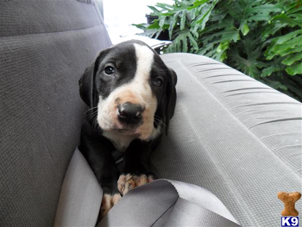 Puppies in Fort worth