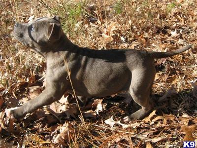 Puppies in NC